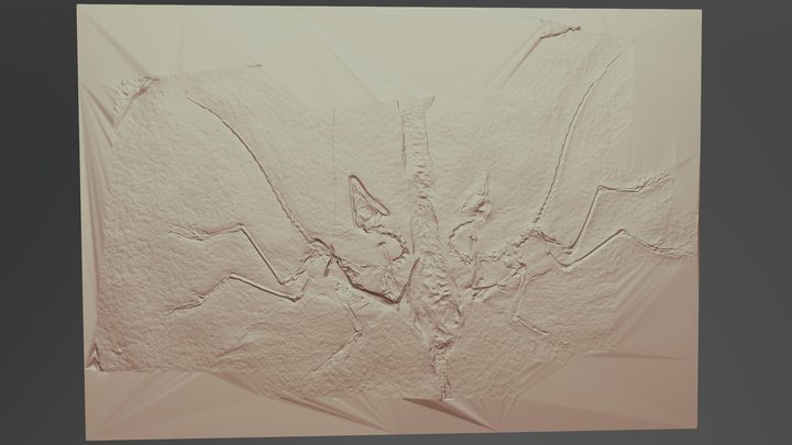 Eichstatt Archaeopteryx 3D Model