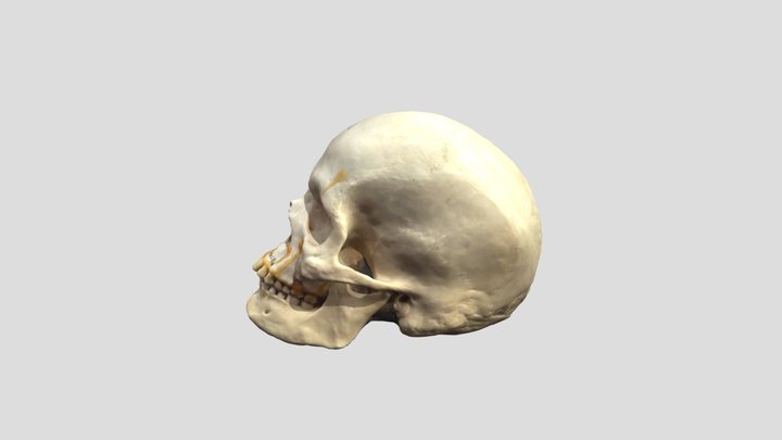 HUMAN SKULL FOR ART 3D Model