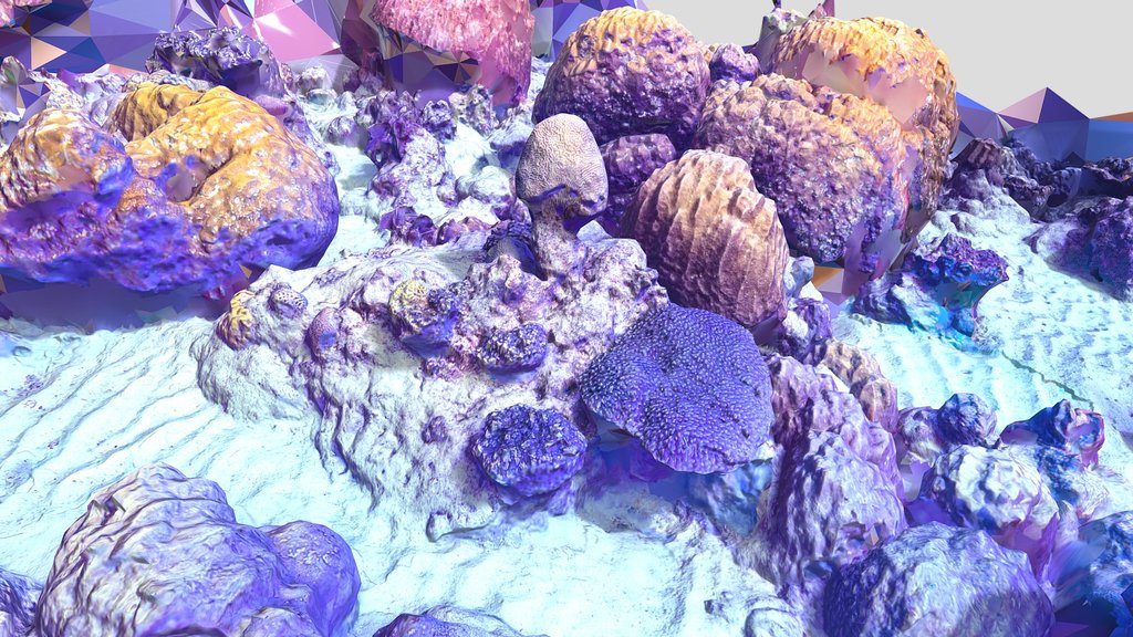 bigarea reef low q