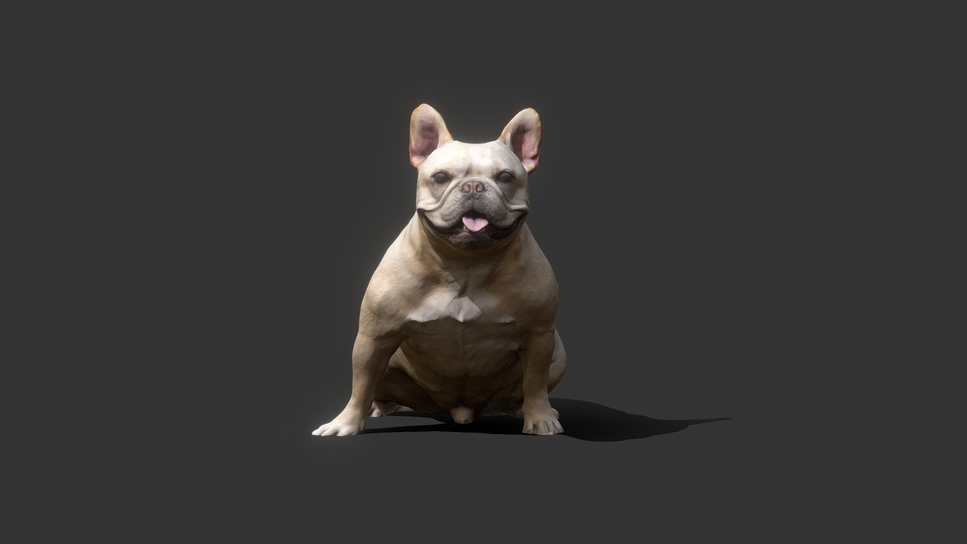 French Bulldog - 3D model by 3dsnap (@serenanoju) [b71e1e0] - Sketchfab