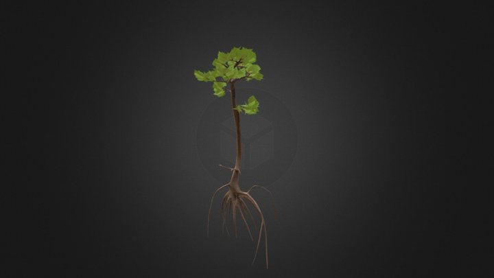 Tall Mangrove Tree 3D Model