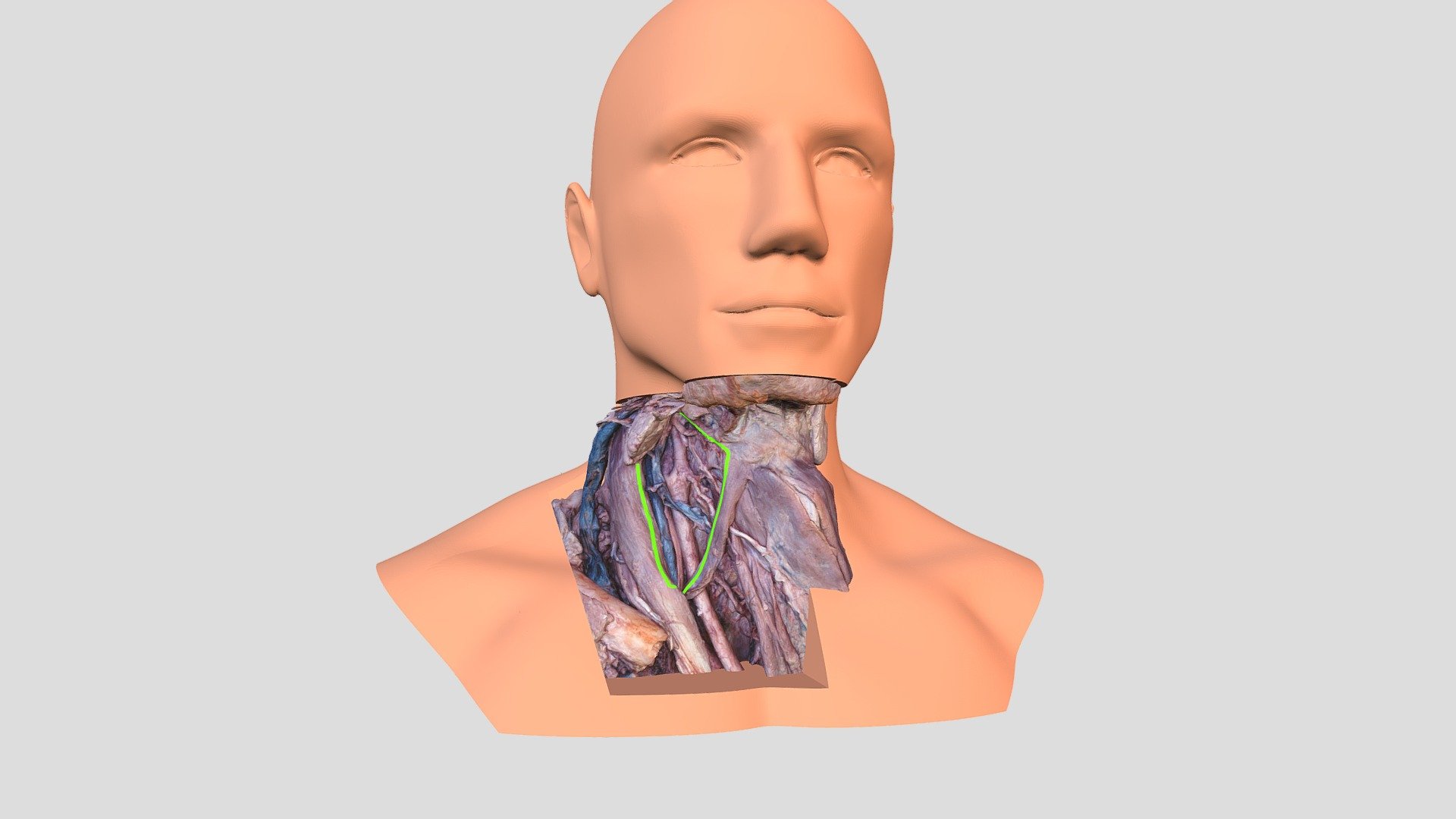 Carotid triangle - 3D model by kucharm [b7259dd] - Sketchfab