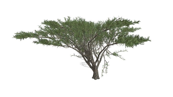 Umbrella Thorn Tree #09 3D Model
