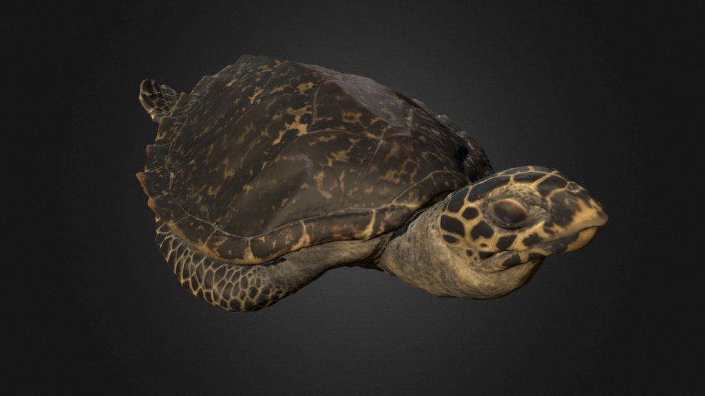 Hawksbill Sea Turtle