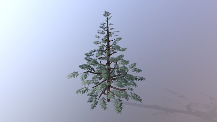 Norfolk Pine Tree 3D Model