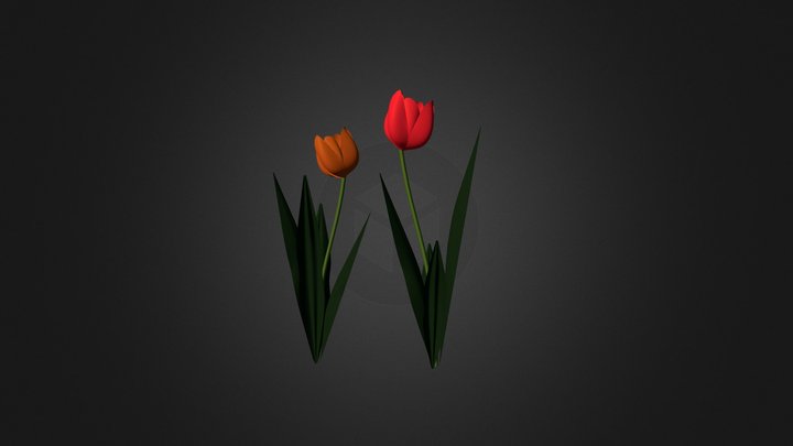 Tulip 3D Model