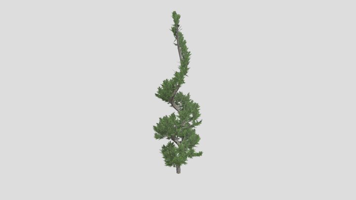 Hollywood Juniper Topiary Tree 3D Model