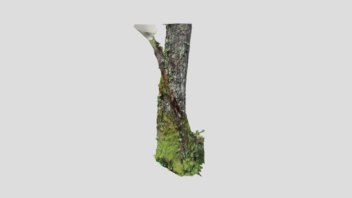 Oak Tree in a Dense Galician Forest 3D Model