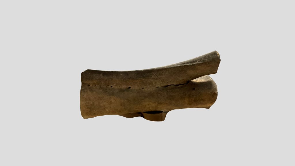 Mml Bone - Historical Archaeology Student (AADE)