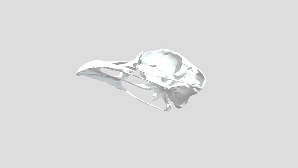 Tetrao tetrix - upper jaw