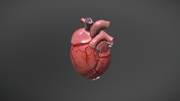 Heart 3D Model