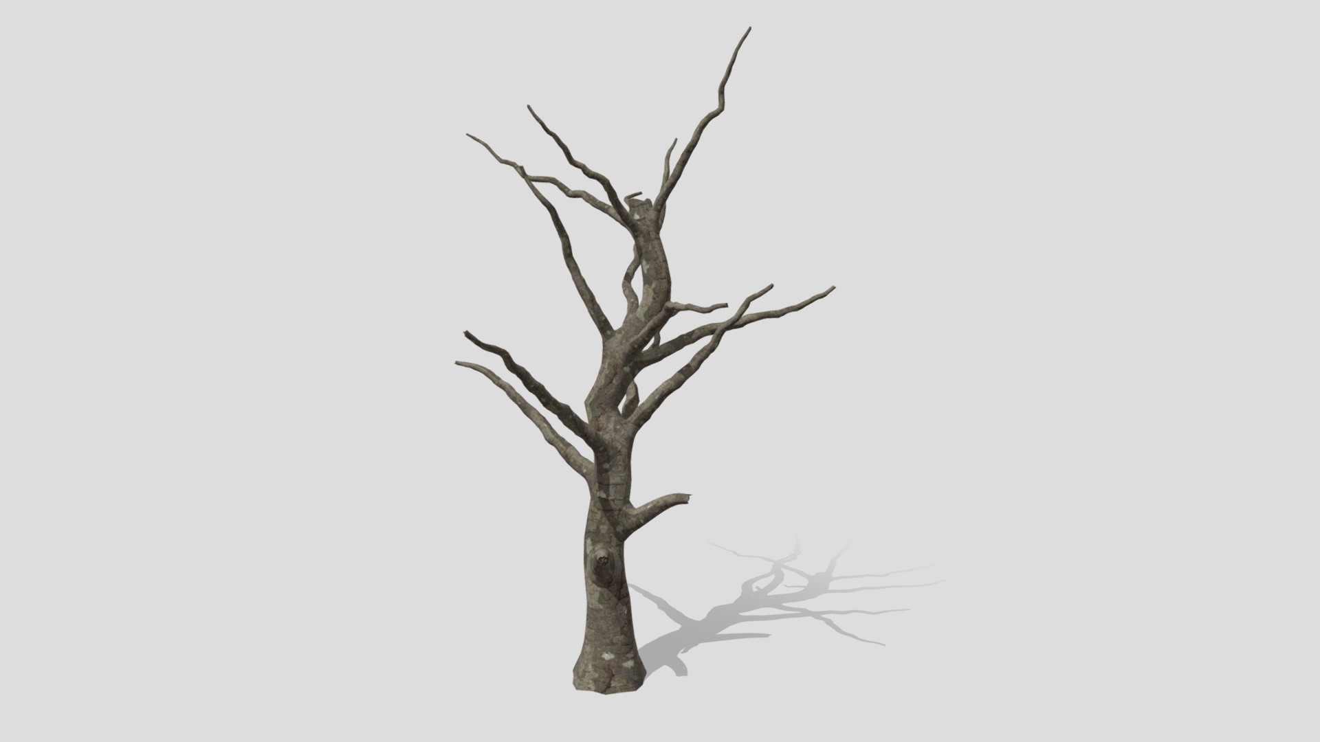 3D model Trunk By Branches - This is a 3D model of the Trunk By Branches. The 3D model is about a tree with no leaves.