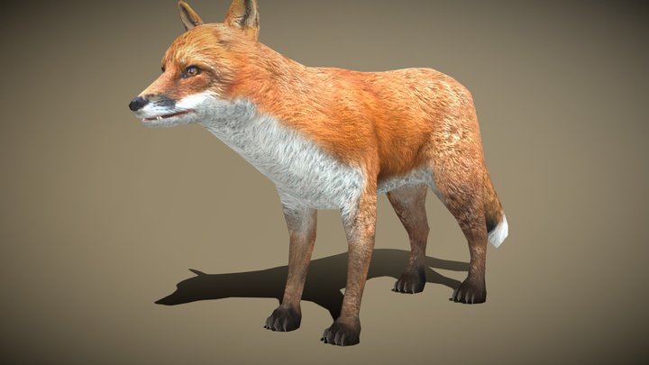 3DRT - wild animals - fox 3D Model