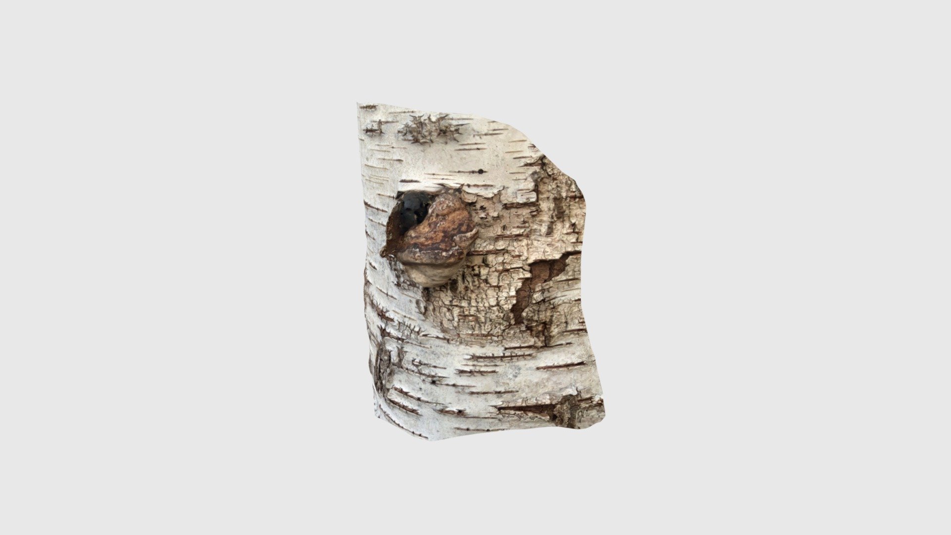 Birch2203250851