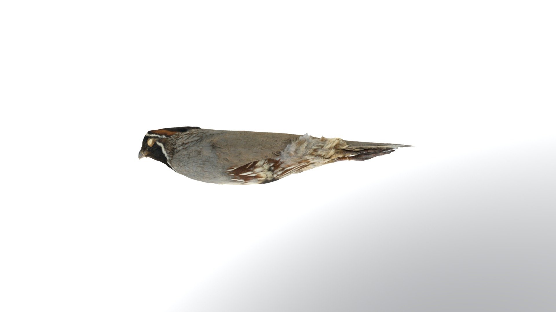 lophortyx gambelii friedmanii moore 8769 — Sketchfab embed 3D viewer