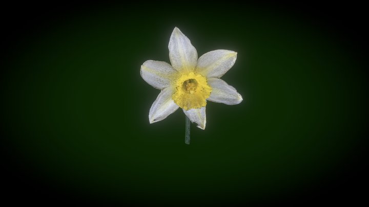 Daffodil 3D Model