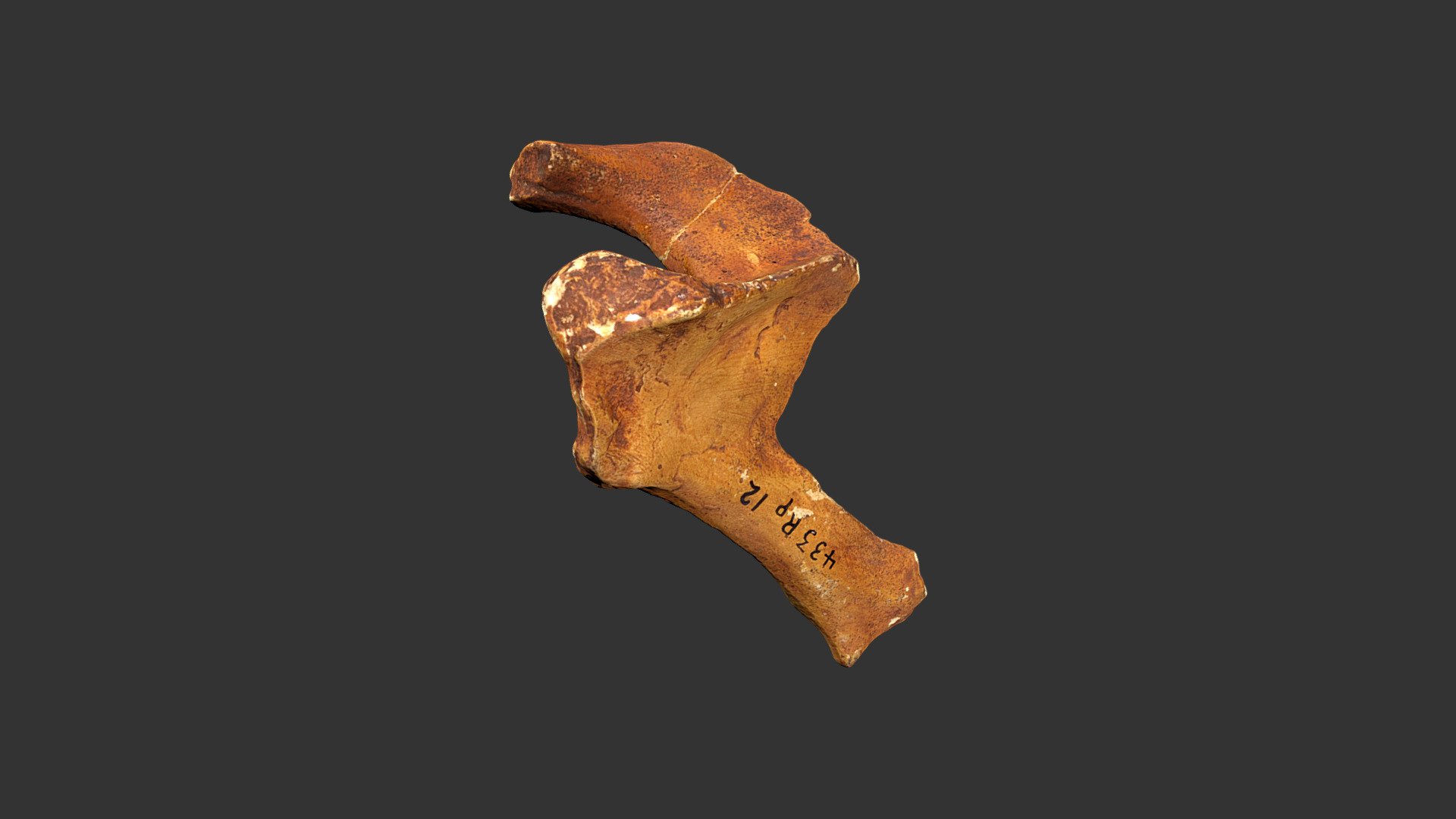 Homo neanderthalensis (Neanderthal 1) (433rp12)