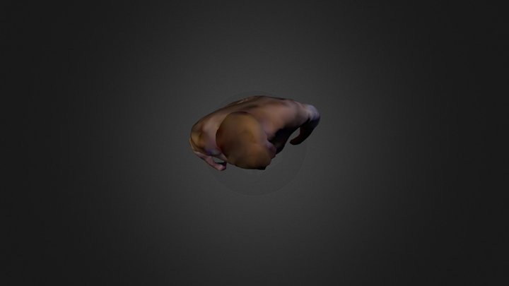 Body 3D Model