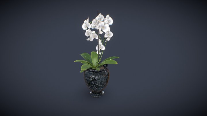 Vase_Potted_Plant 3D Model