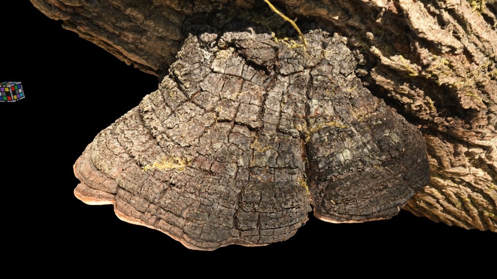 CC0 キコブタケ類 🍄 Willow Bracket, Phellinus sp.