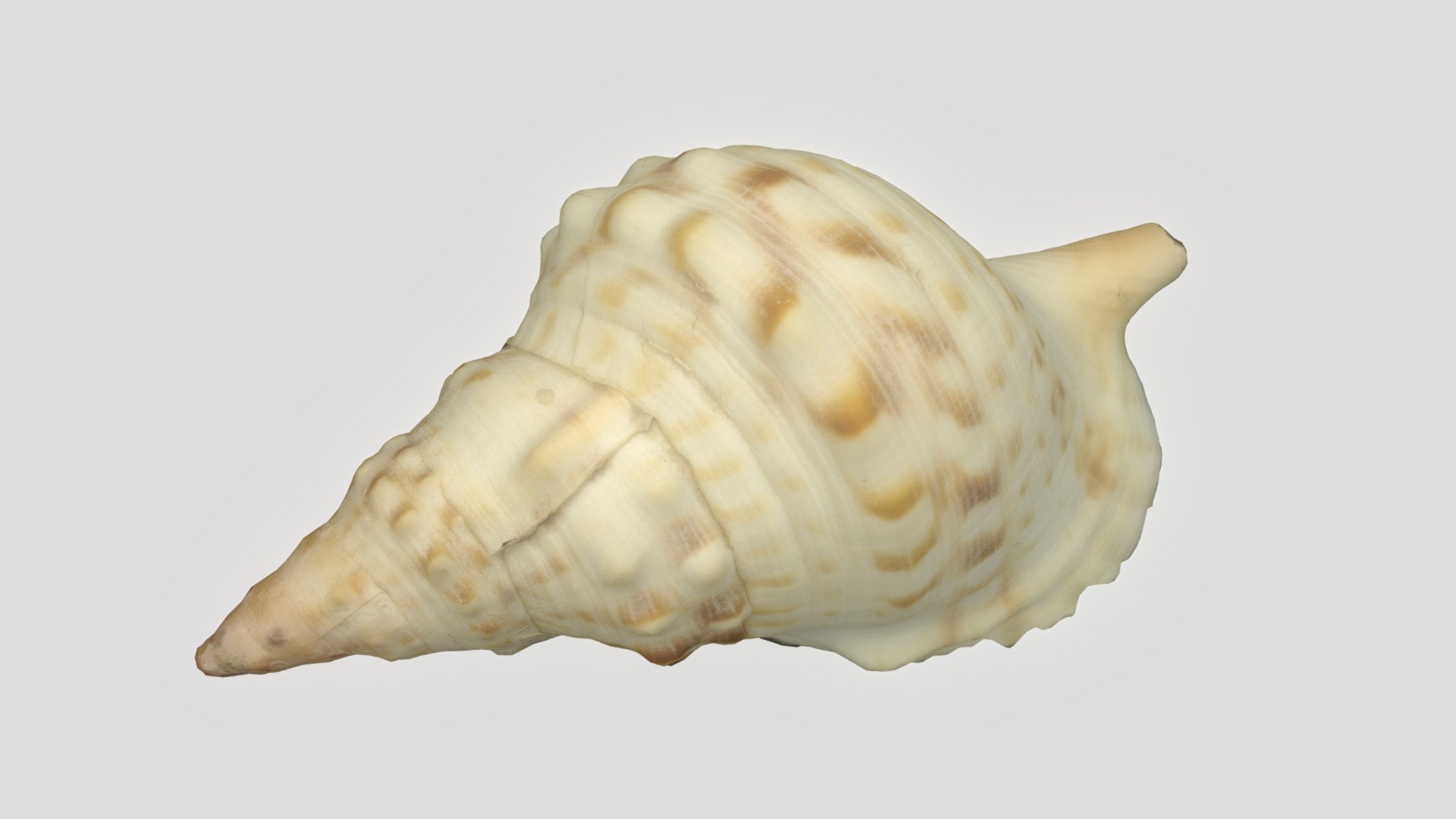 caracola - 3D model by alferol [b749e71] - Sketchfab