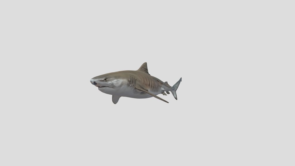 Tiger Shark (Galeocerdo Cuvier)