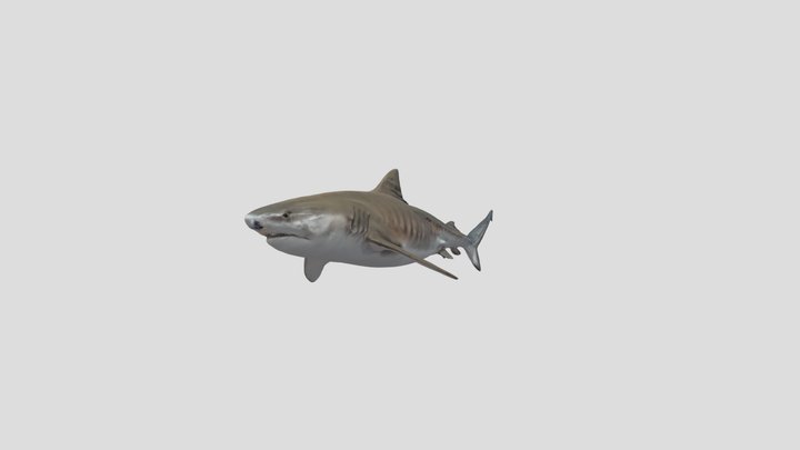 TigerShark (Galeocerdo Cuvier) 3D Model