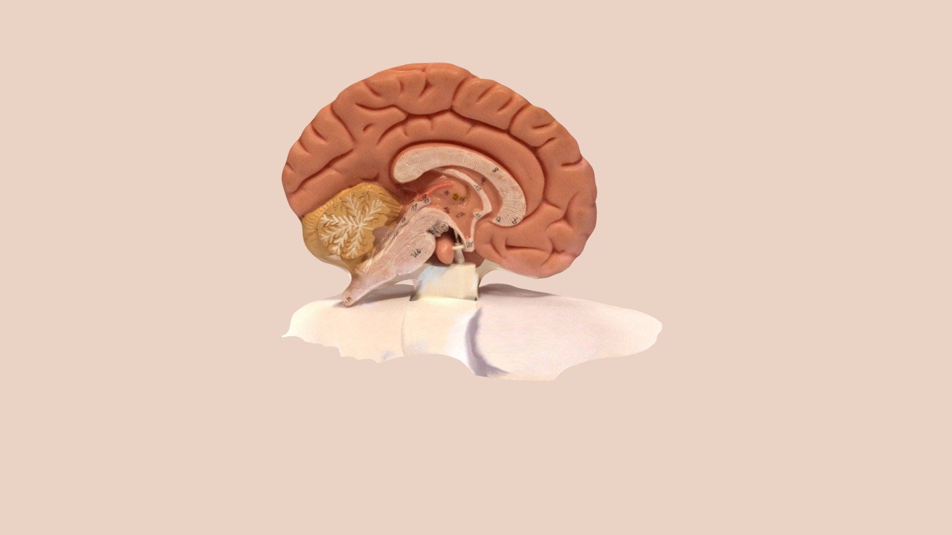 Anatomical model of a brain cross-section