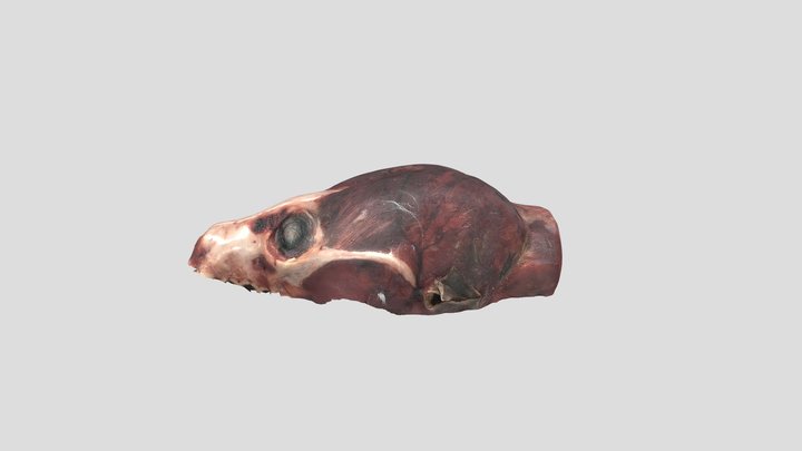 14 - Adult Male (see below) 3D Model