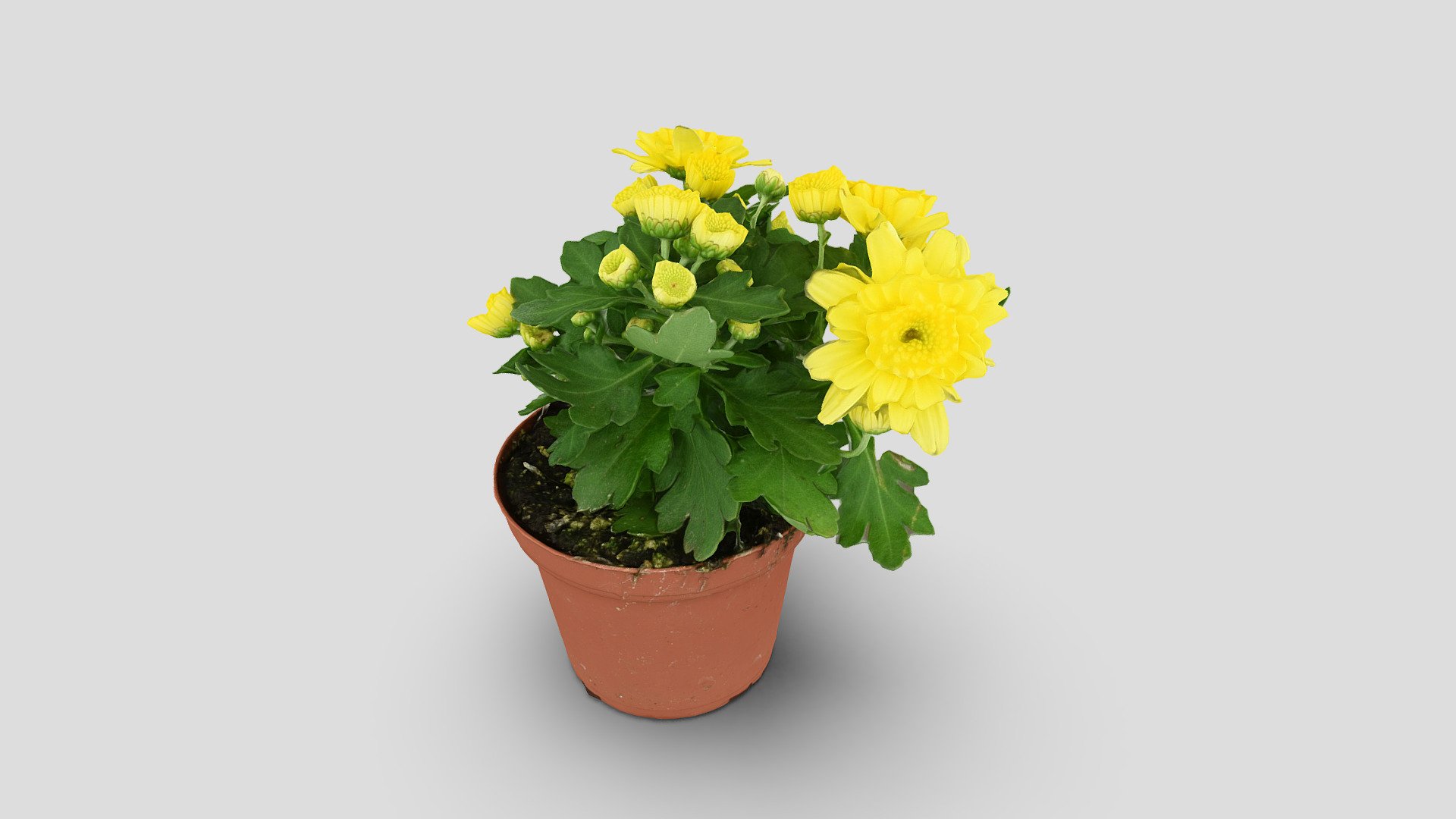 Chrysanthemum