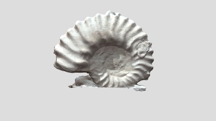 ammonite6 3D Model