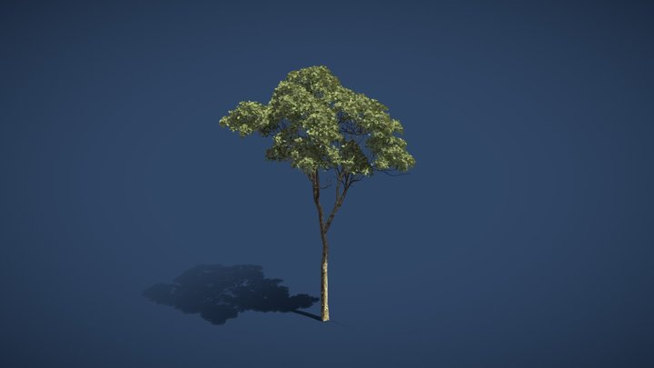 Jungle Tree 3D Model
