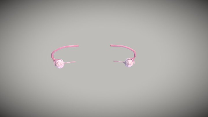 Human ovary and oviduct 3D Model