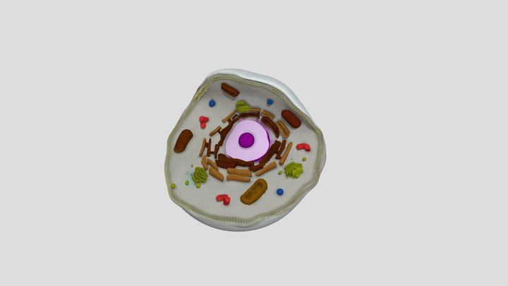 Actividad - Célula Eucariota Animal 3D Model