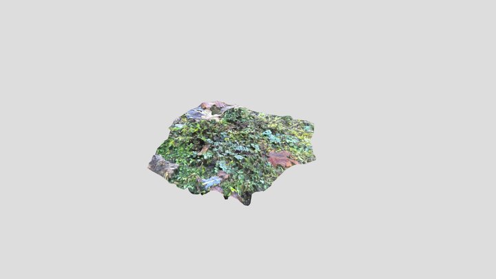 Natur Wald Boden realistisch forest scene new 22