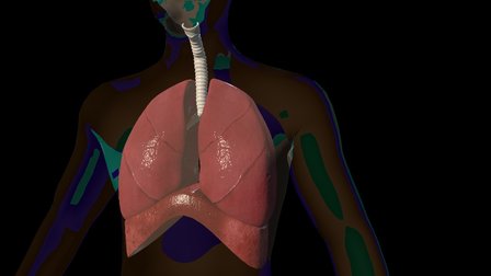 Respiratory System 3D Model