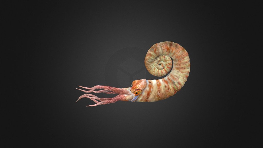 Estonioceras - 3D model by iTechnol [b76aff3] - Sketchfab