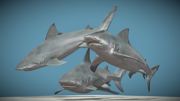 Carcharhinus leucas Diorama – Modelo 3D gratuito STL