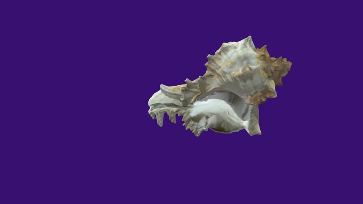 Small Seashell 3D Model
