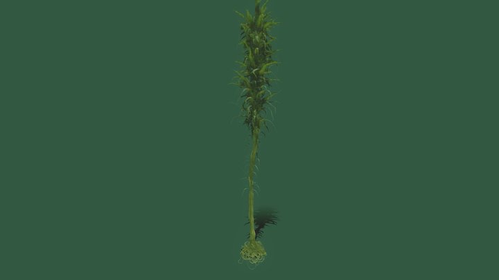 Alien Kelp 3D Model