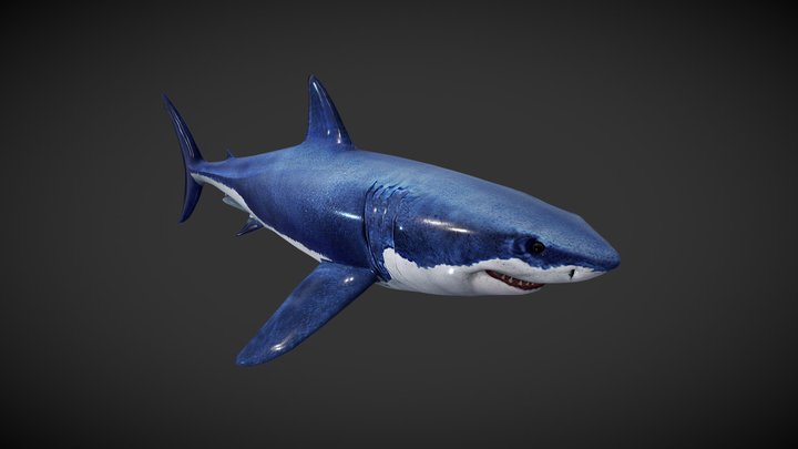 Shark 3D Model