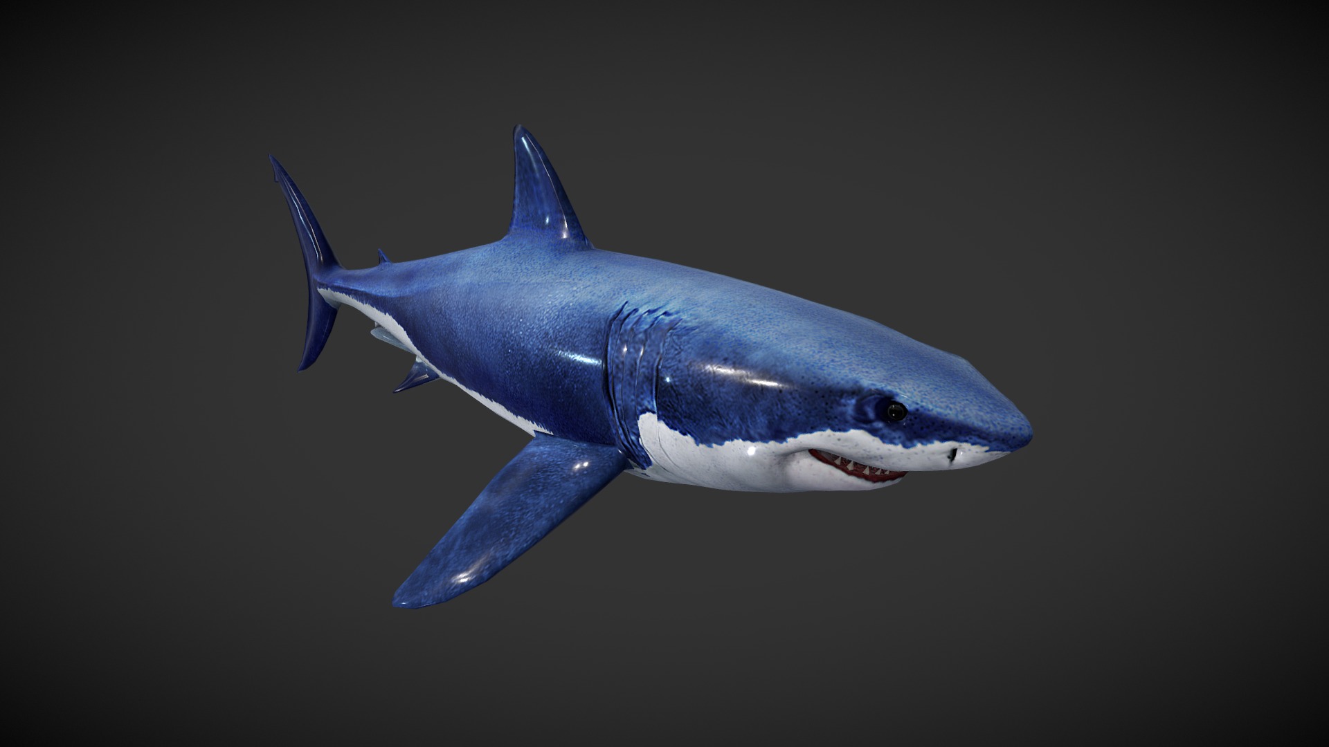3D model Shark - This is a 3D model of the Shark. The 3D model is about a blue fish in the water.