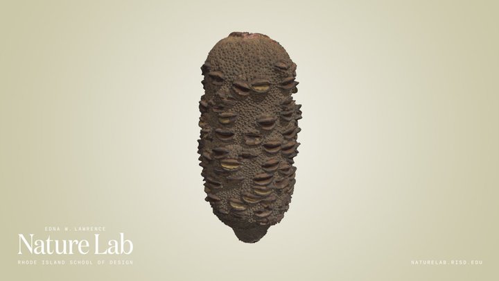Giant Banksia Seed Pod