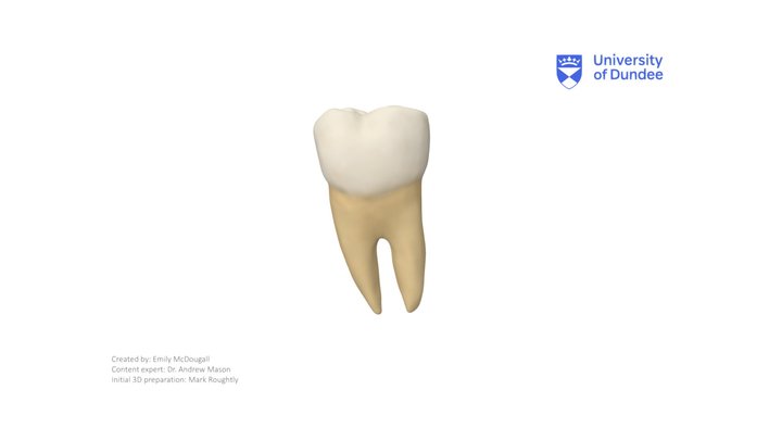 Mandibular Second Molar – Modello 3D gratuito STL