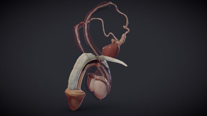Male reproductive system 3D Model