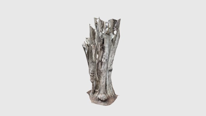 Oak2 3D Model