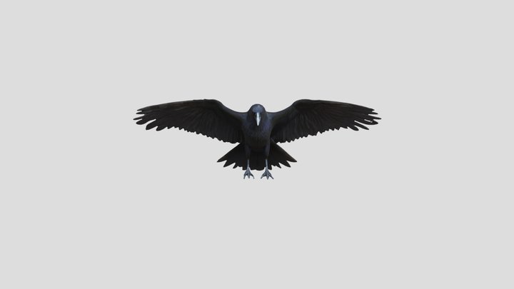 Crow 3D Model