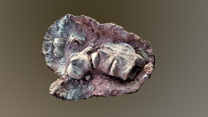 Titanosaur Caudal Vertebrae 3D Model