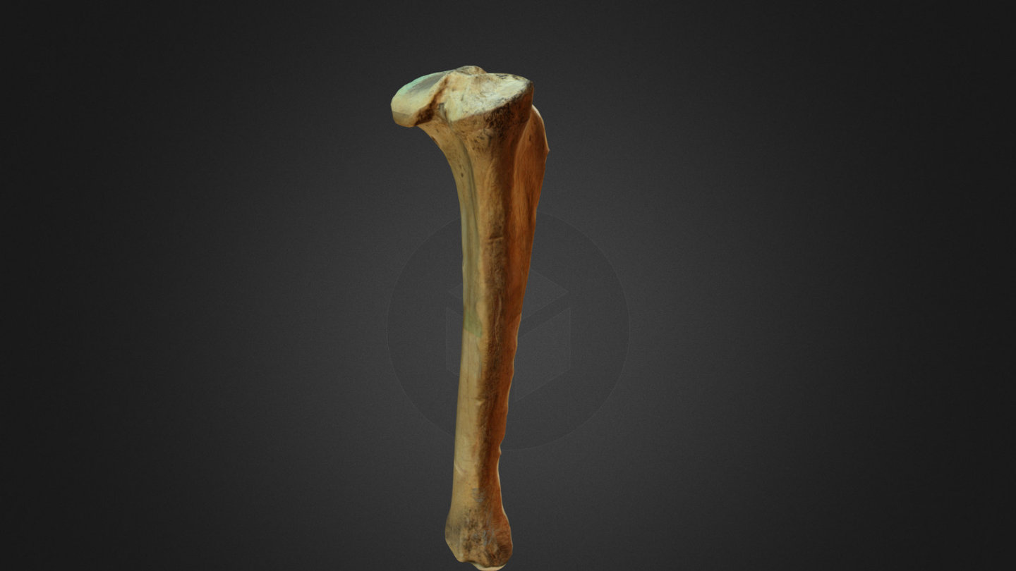 Tibia spiljskog medvjeda (sken: M. Krstanovic)