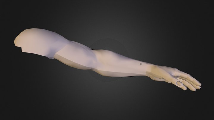Arm 3D Model